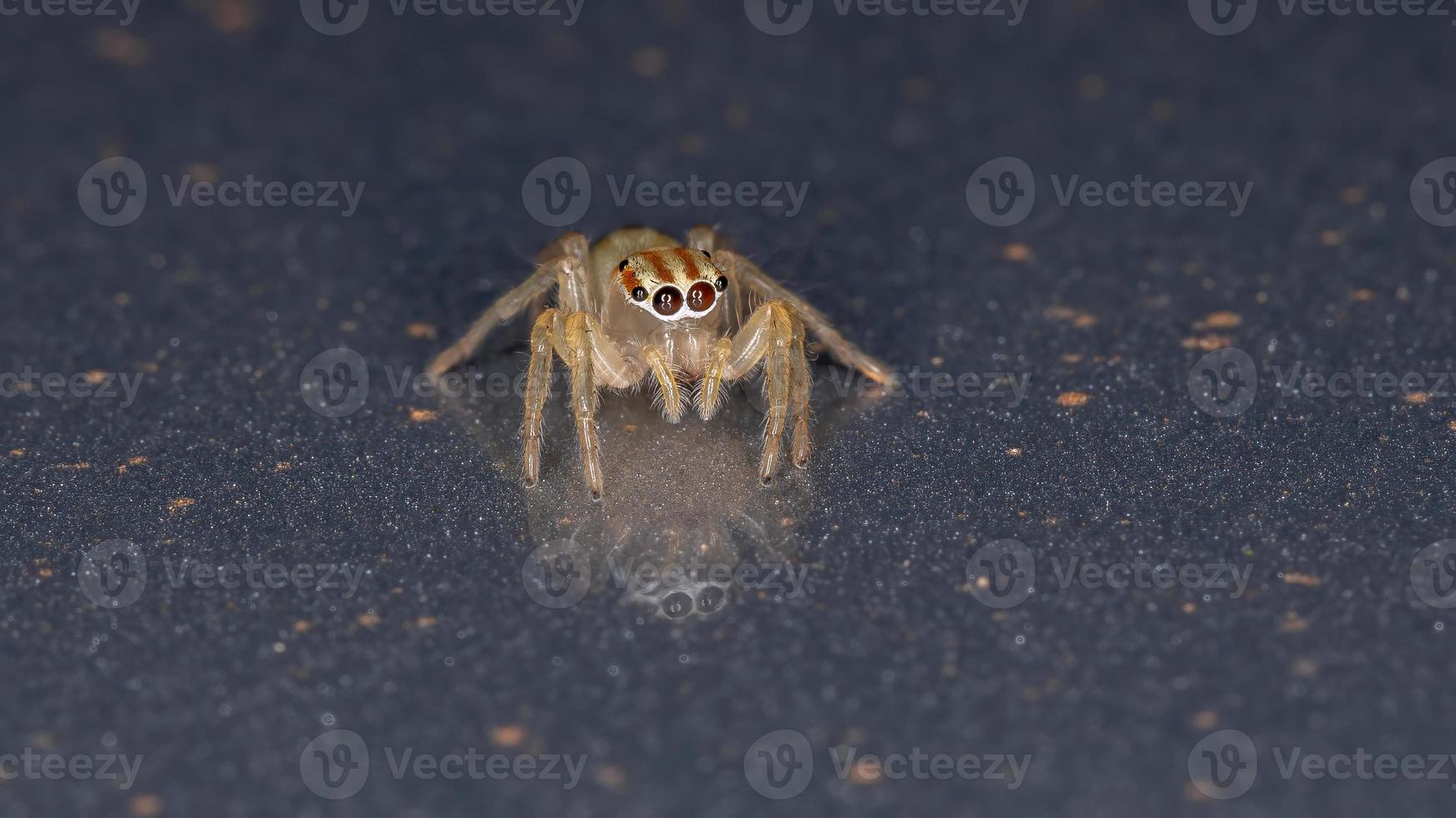 Brazilian Jumping Spider photo