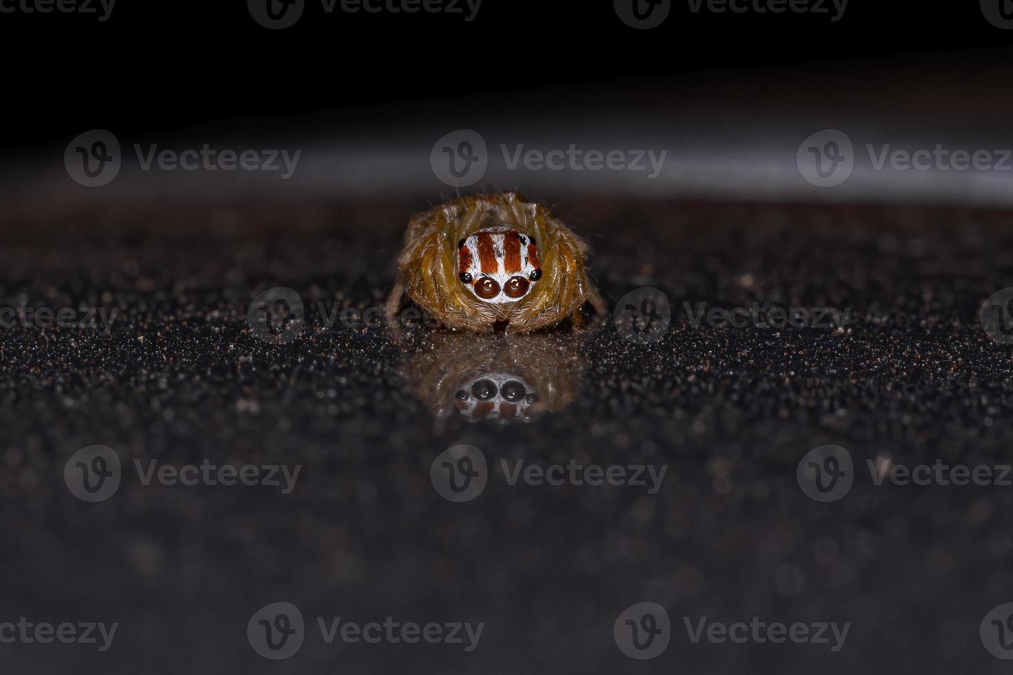 Small Jumping Spider photo