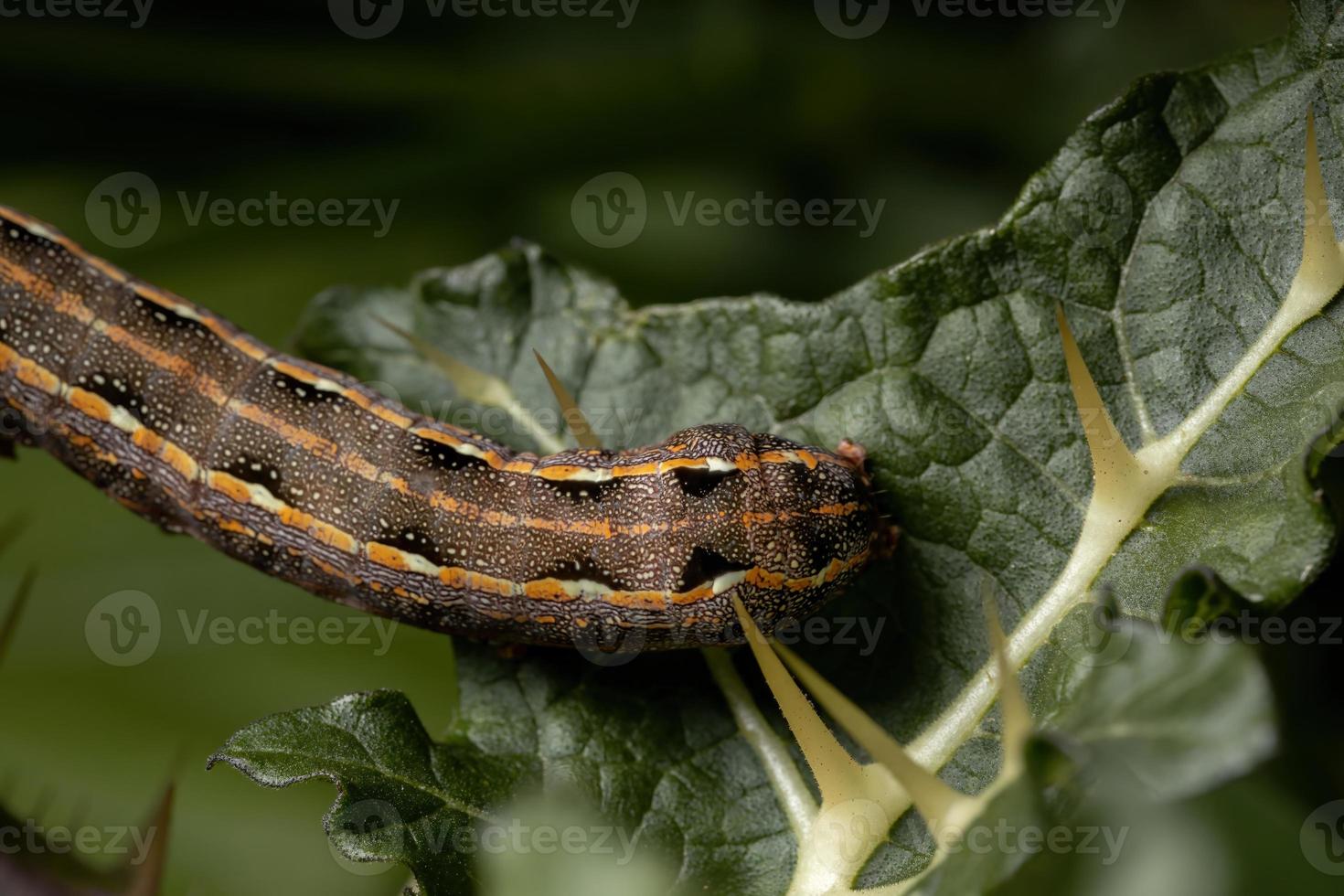 oruga comiendo una hoja foto