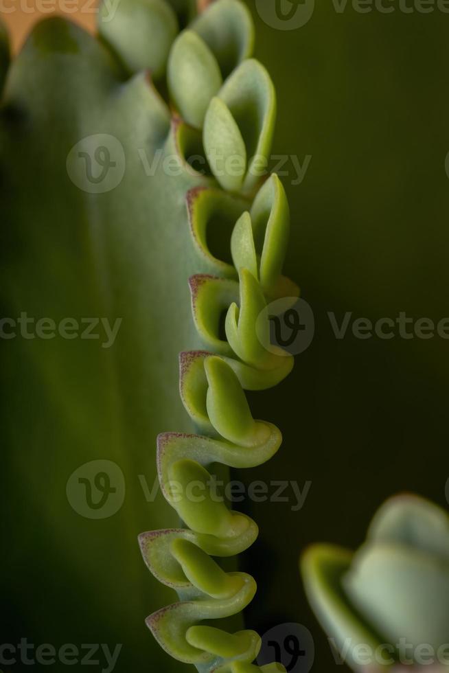 detalles de las hojas de una planta crasulaceous foto