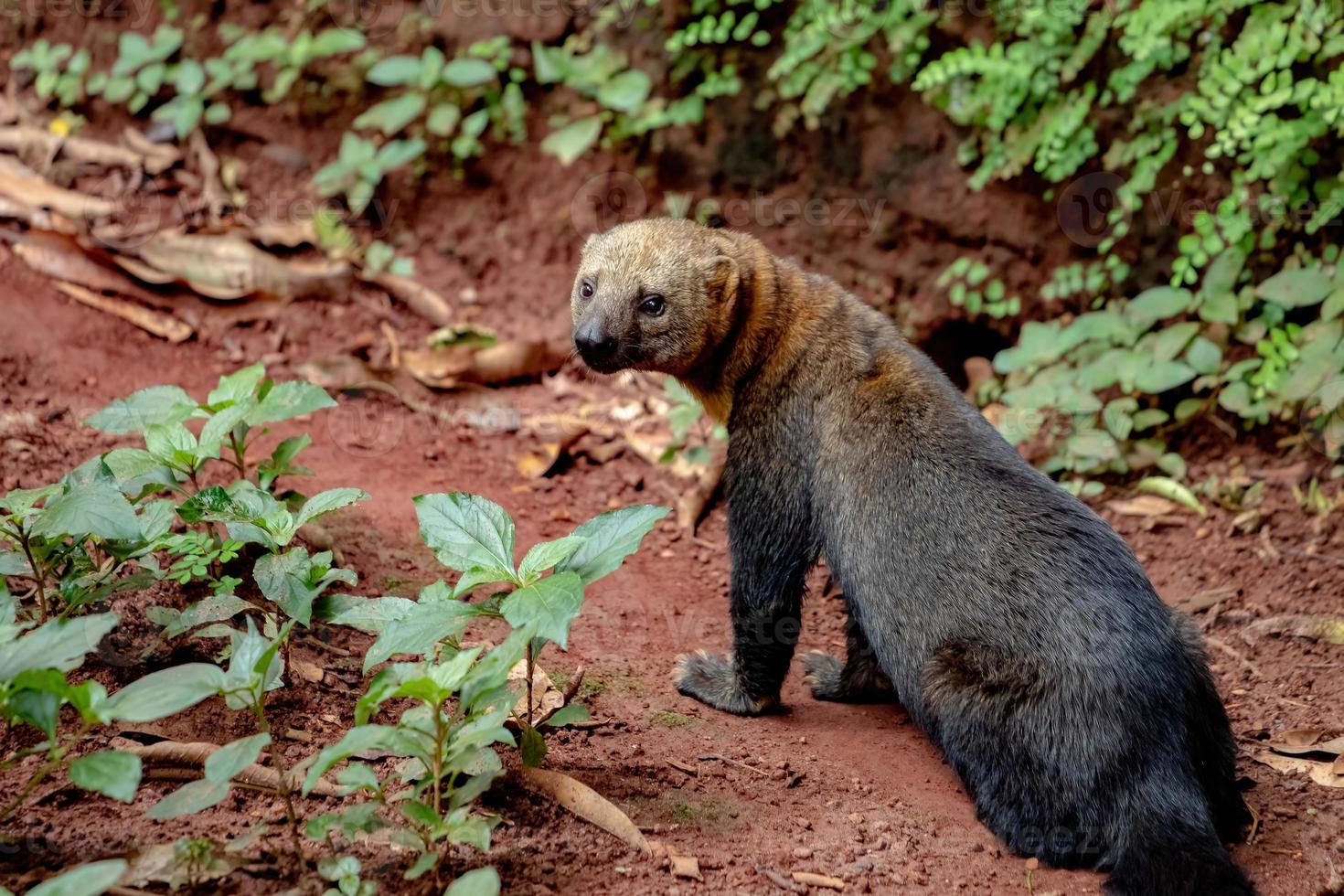 tayra animal salvaje foto