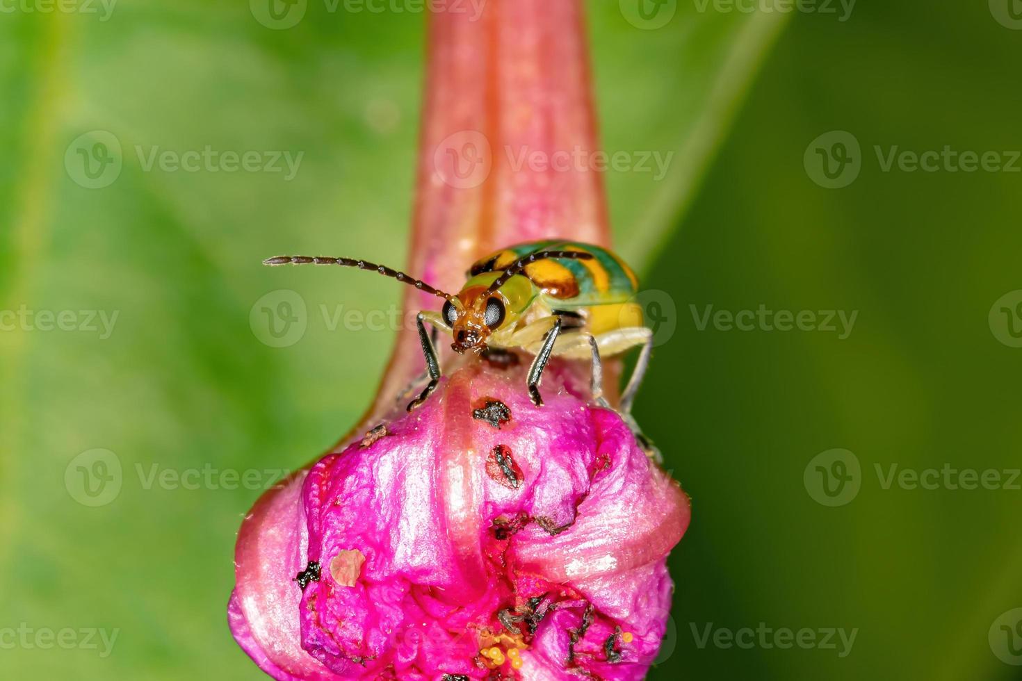 Brazilian green Beetle photo