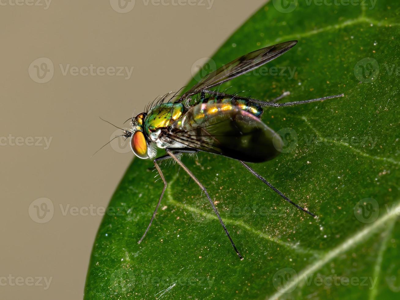 mosca verde de patas largas foto