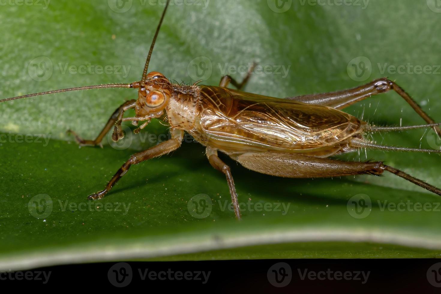 Small Ground Cricket photo