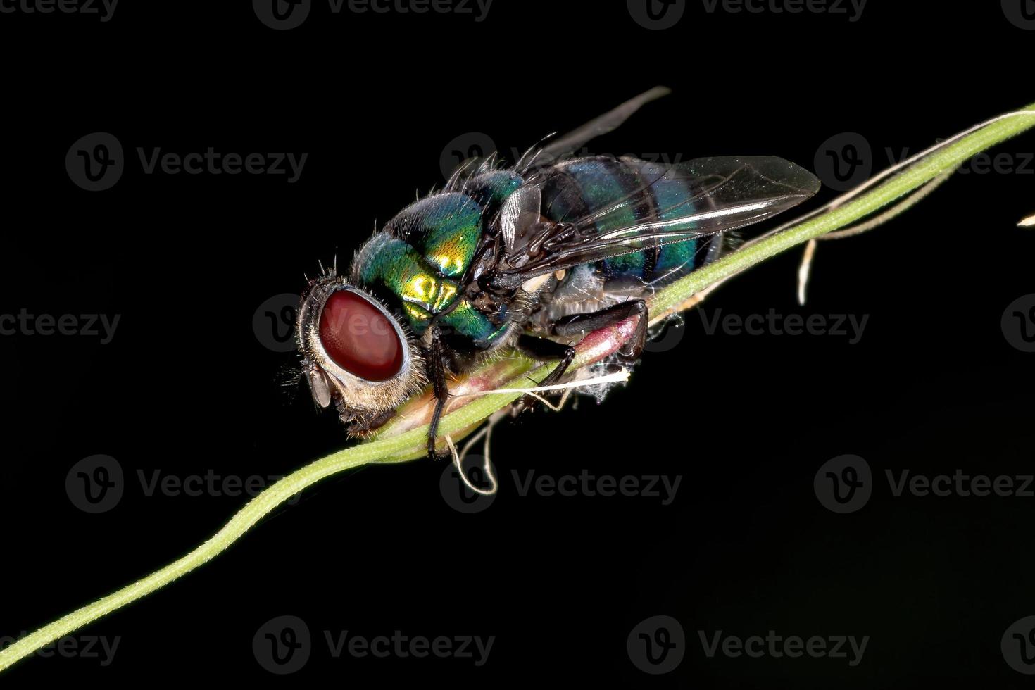 Dead Blow Fly photo