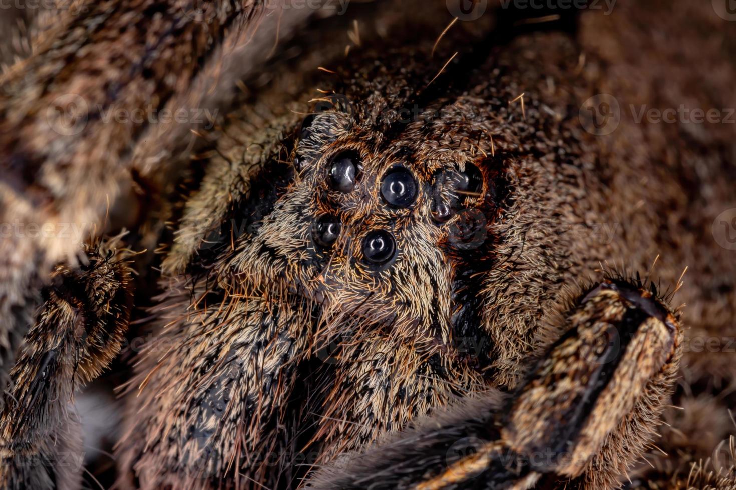 araña errante brasileña foto