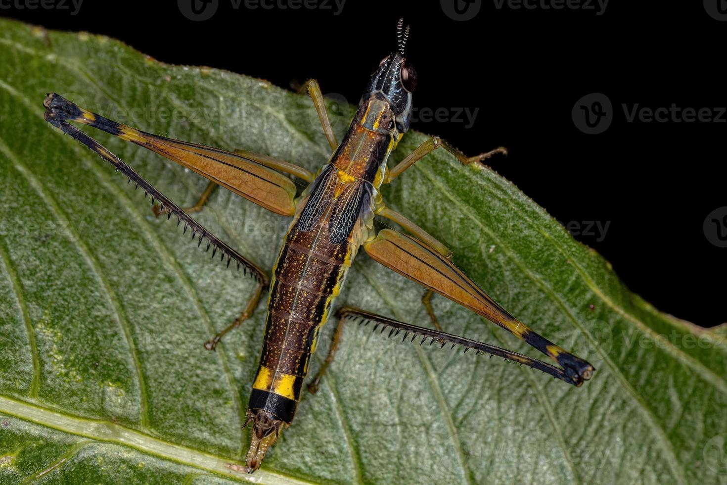 ninfa de saltamontes mono hembra foto