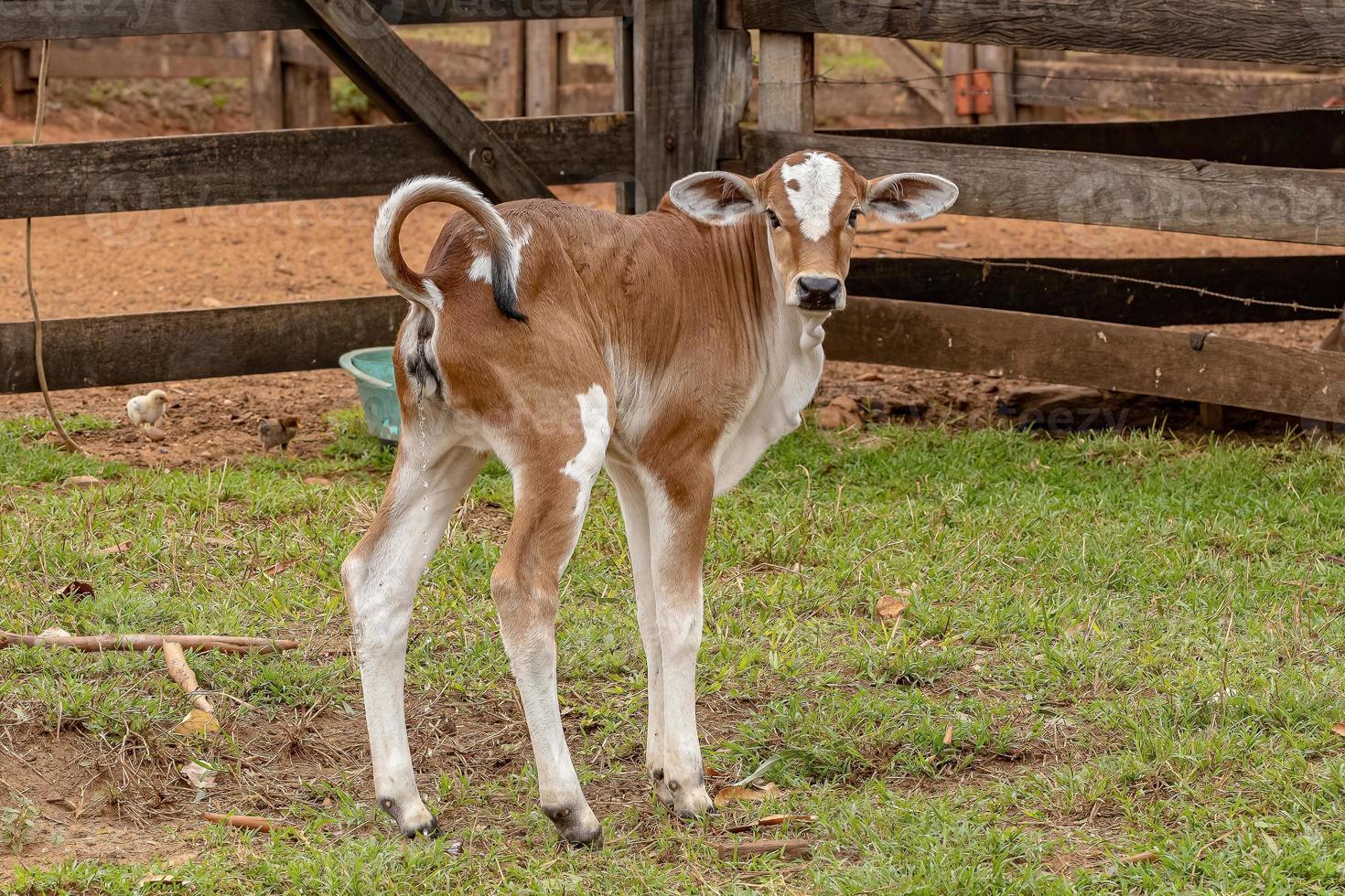 vaca en una granja foto