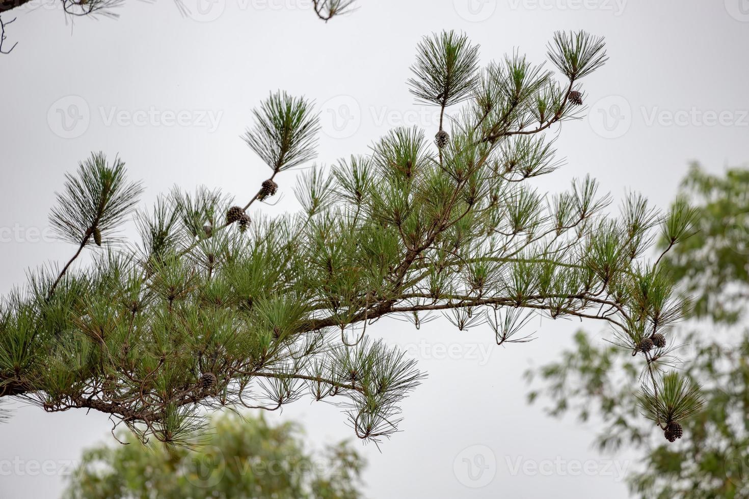 árbol de pinos grandes foto