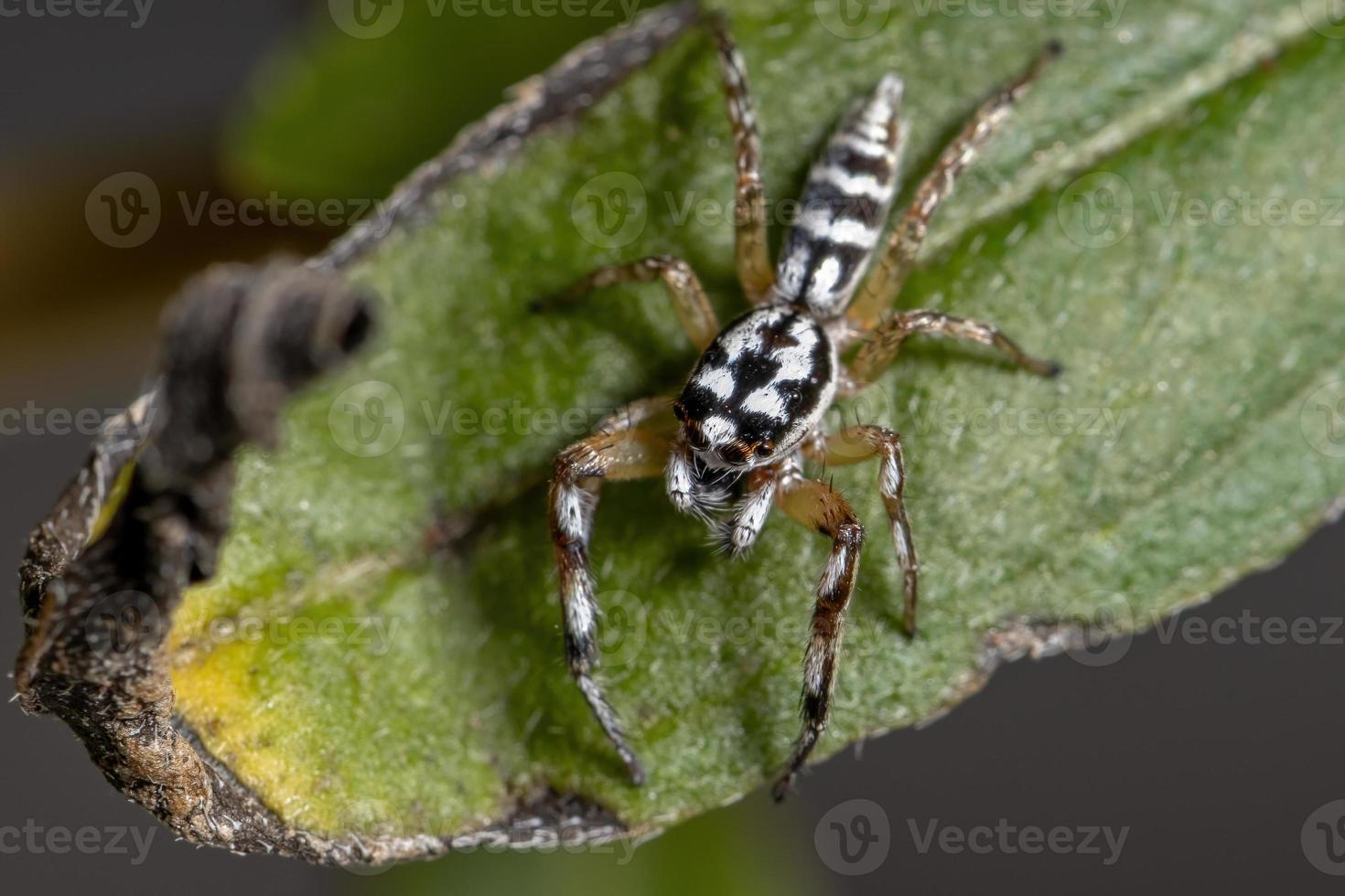 pequeña araña saltadora foto