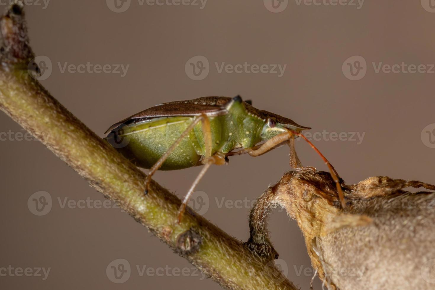 Green belly bug photo