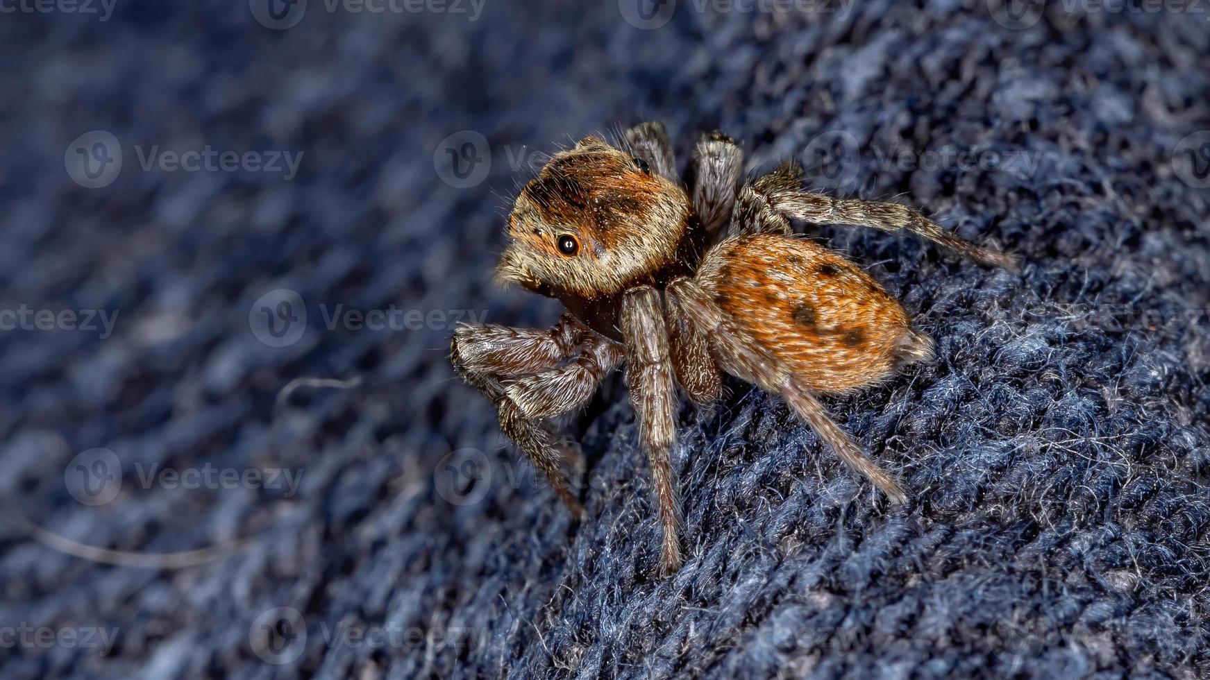 araña saltarina de la casa de adanson foto