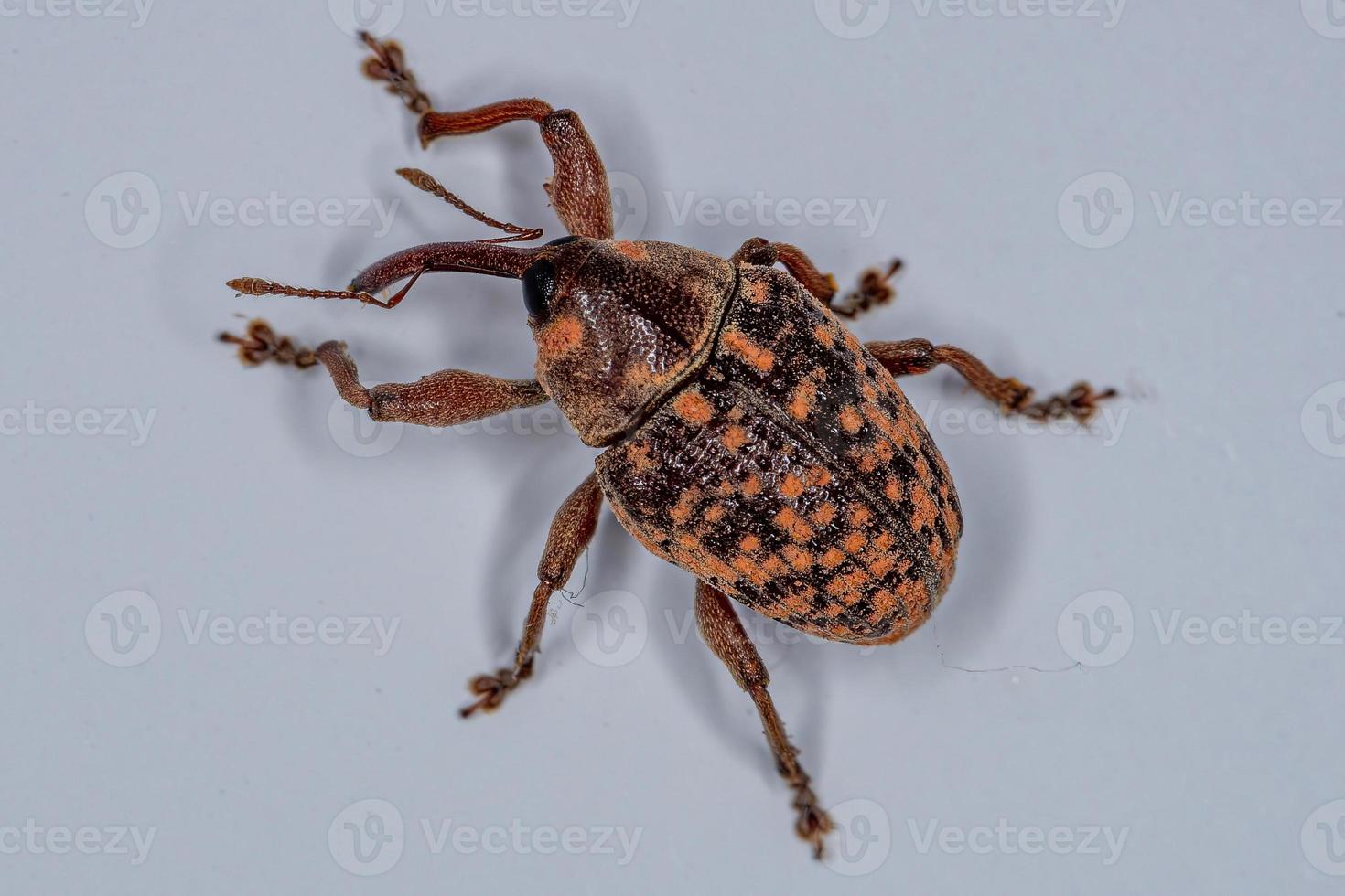 Adult True Weevil photo