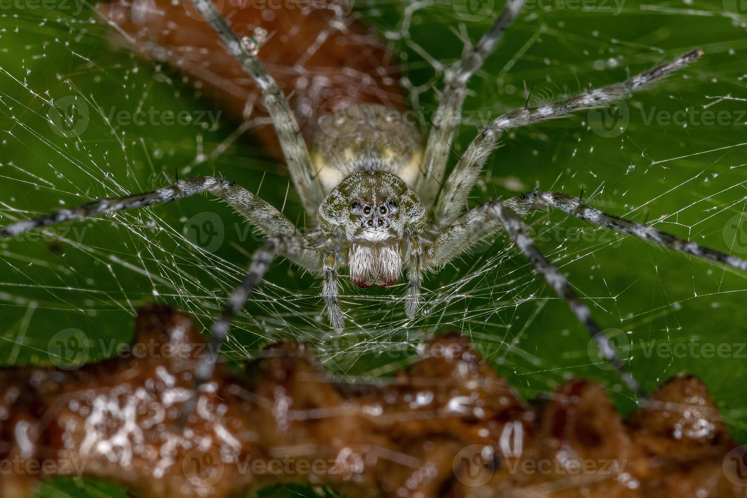 Araña de tela de vivero hembra adulta foto