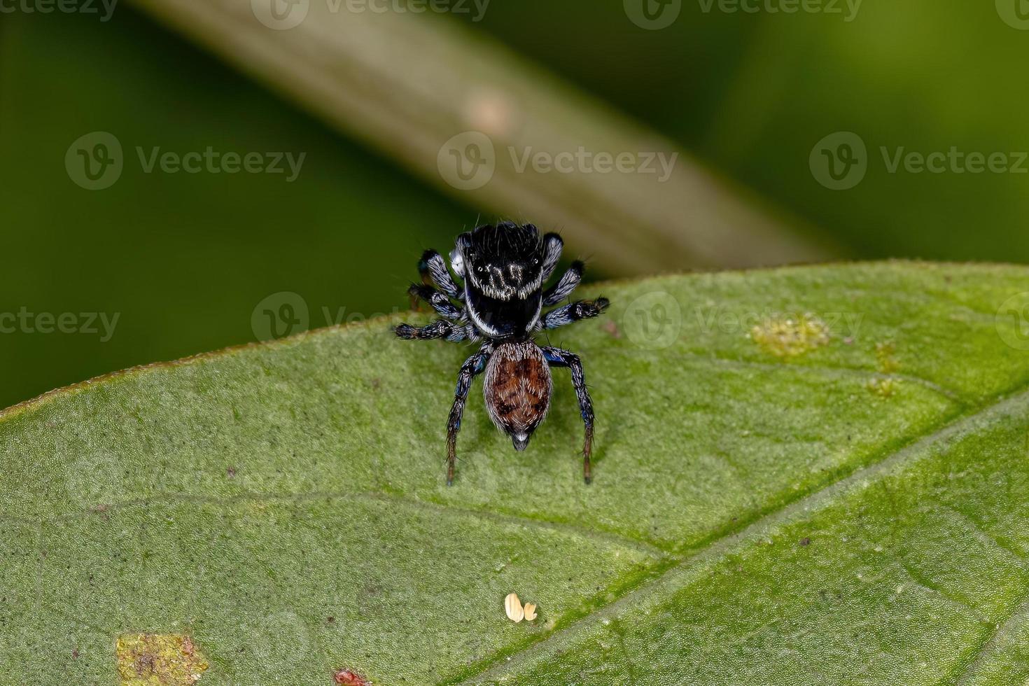 araña saltadora macho adulto foto