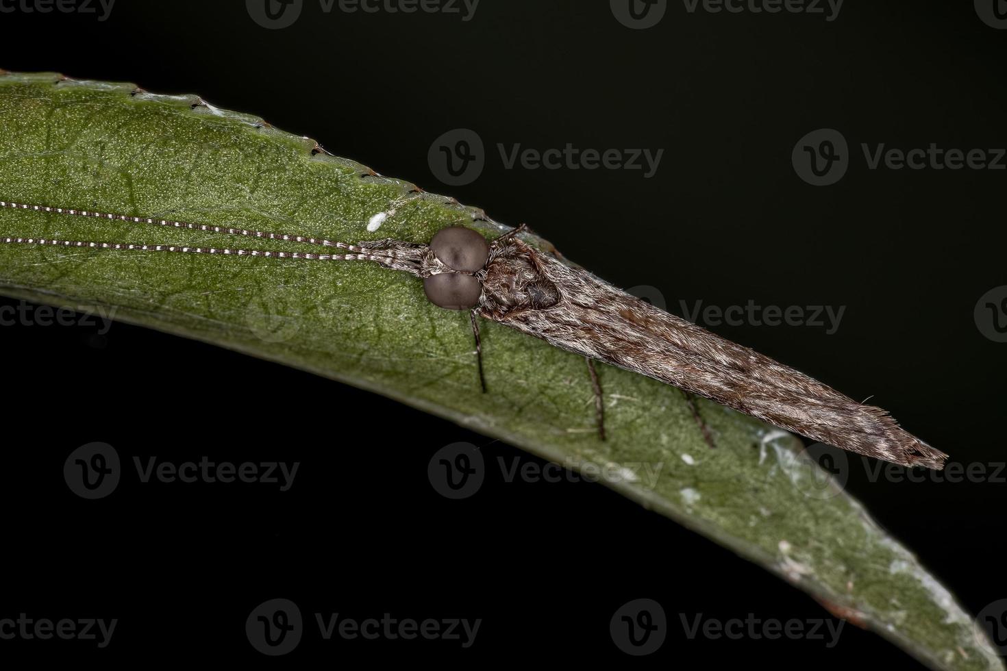 insecto caddisfly adulto foto