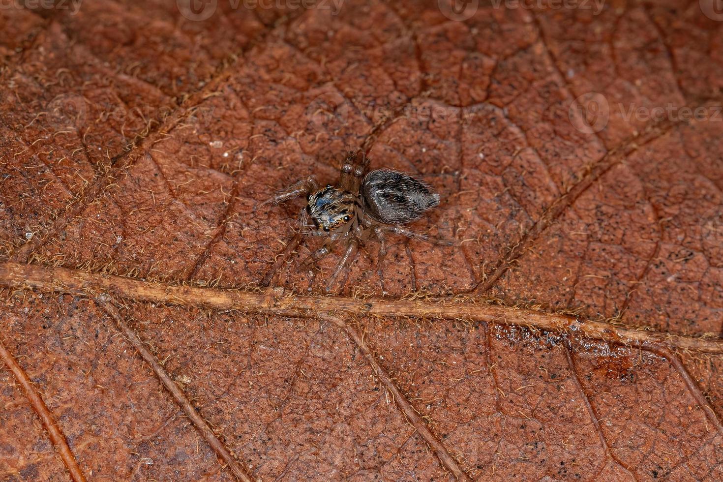 Small Jumping Spider photo