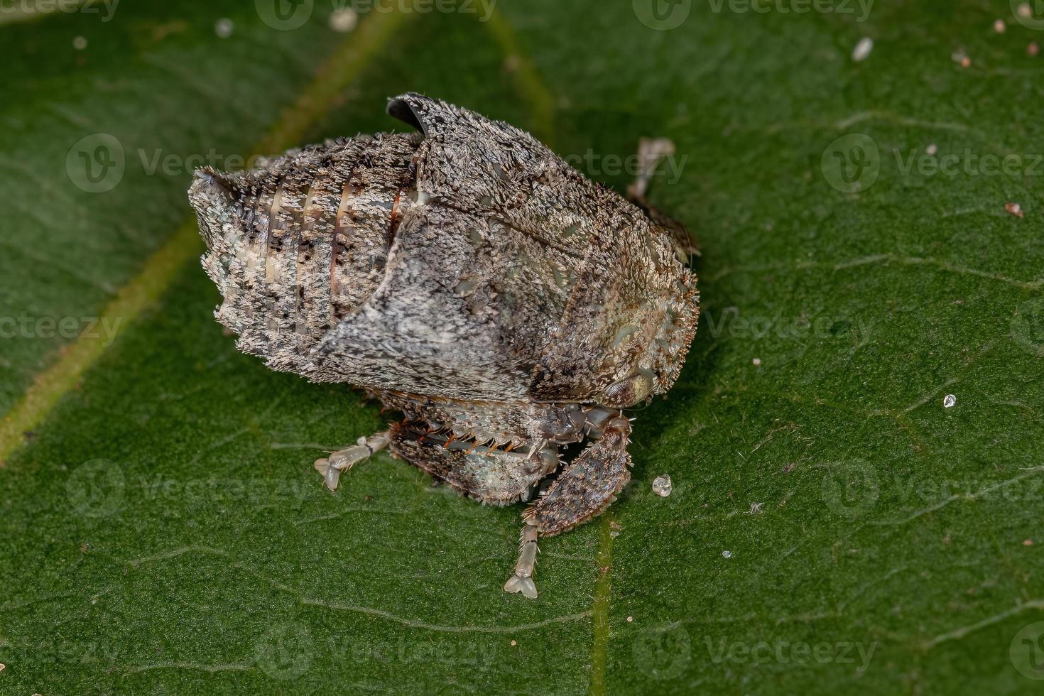 Typical Leafhopper Nymph photo