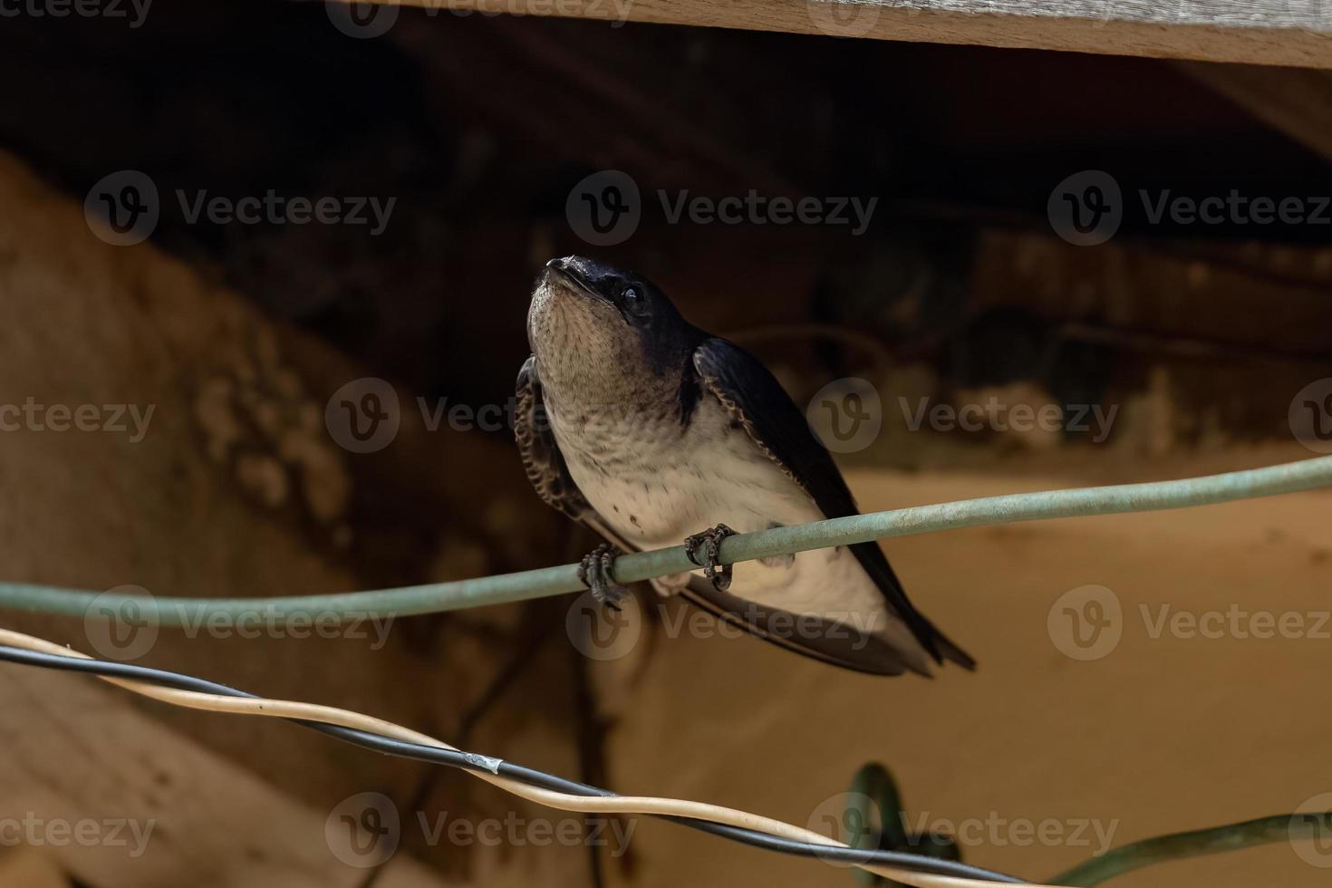 Adult Gray breasted Martin photo