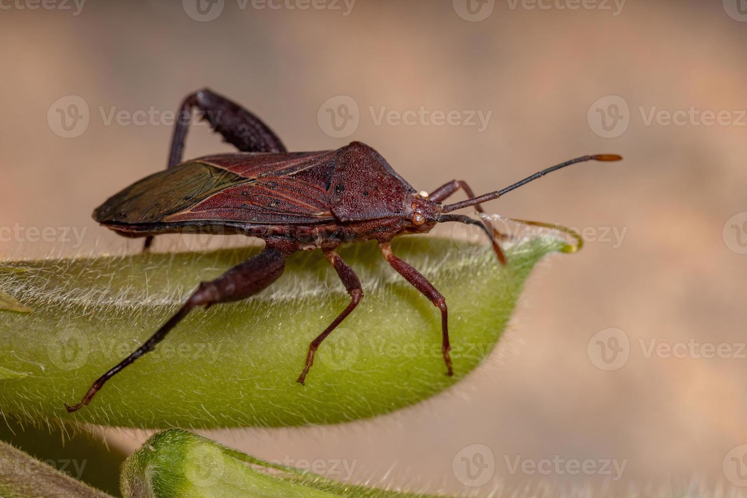 Adult Leaffooted Bug 3797456 Stock Photo at Vecteezy