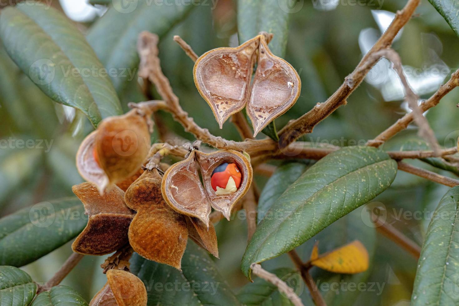 árbol de ormosia con semillas rojas foto