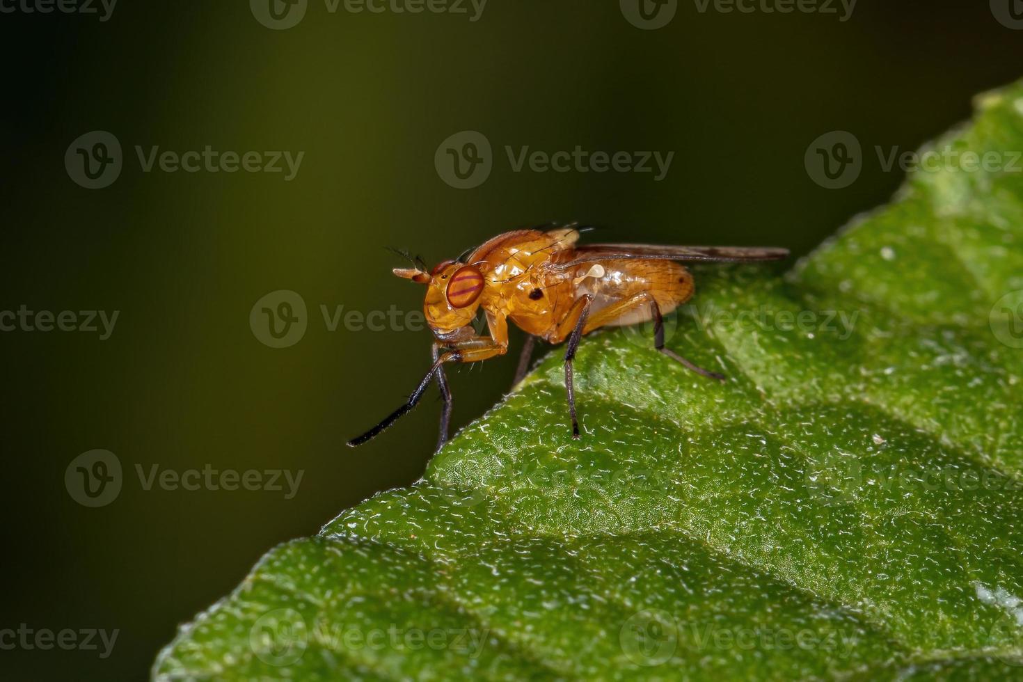 Adult Acalyptrate Fly photo