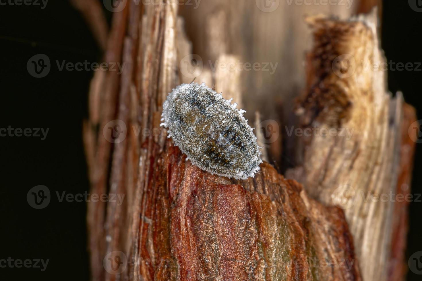 White Scale Insects photo