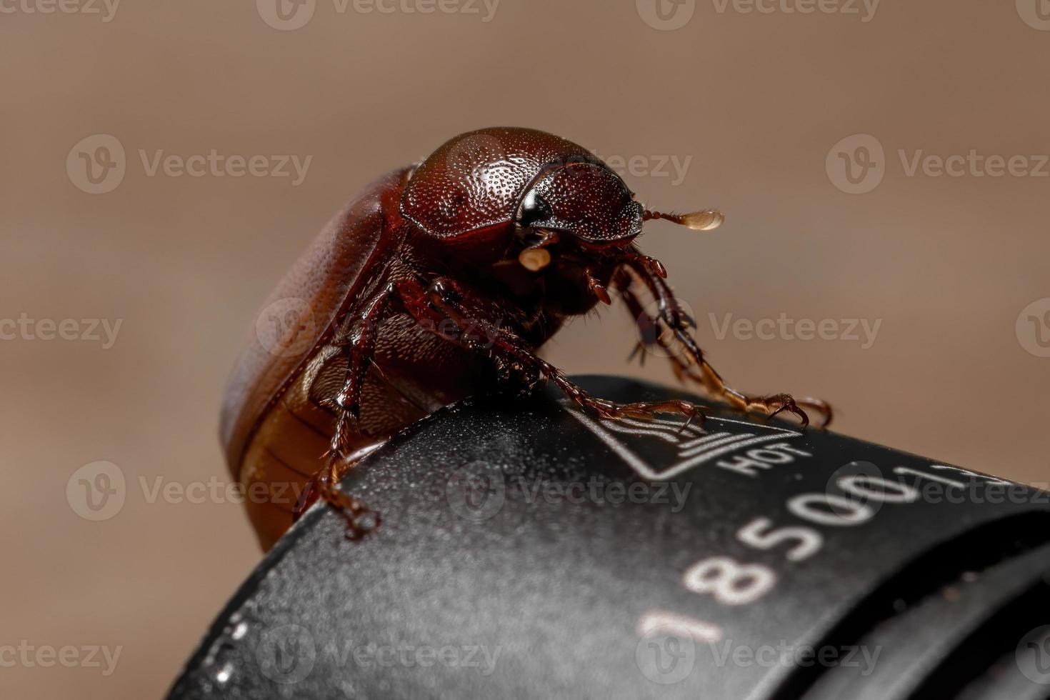 escarabajo de junio adulto foto