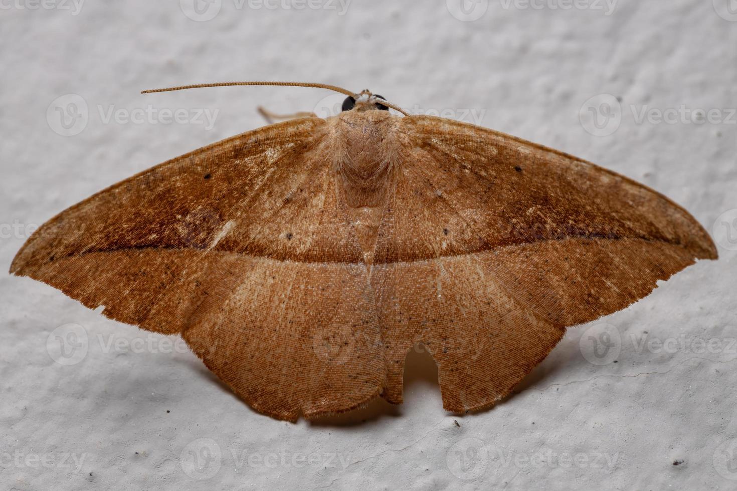 Polilla geómetra adulta imitando una hoja seca foto