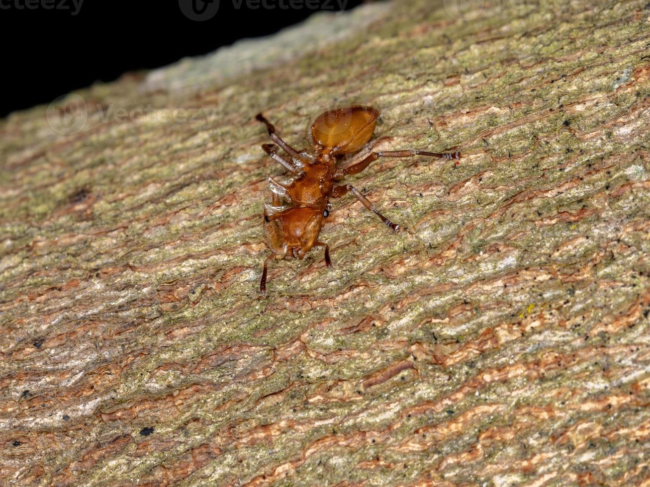 Adult Turtle Ant photo