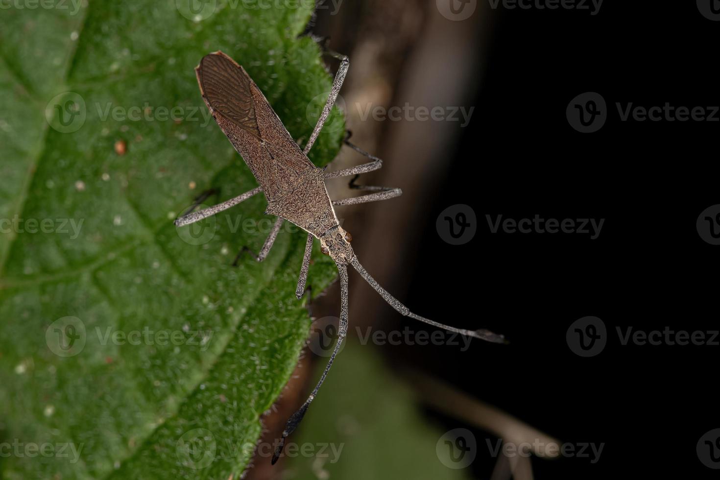 Adult Leaf-footed Bug photo