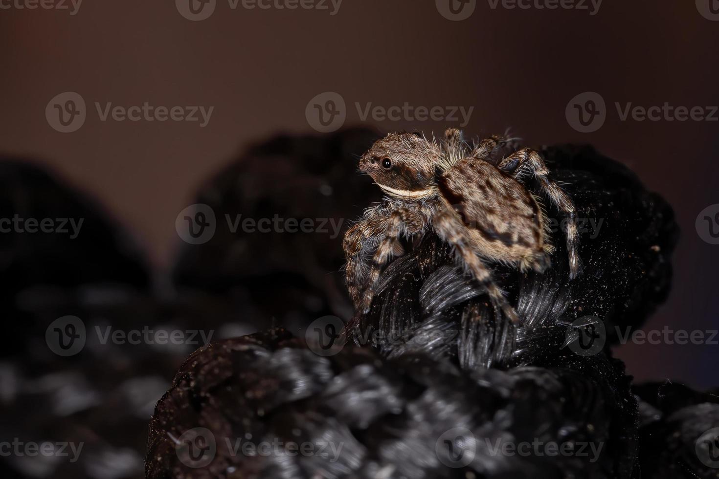 Gray Wall Jumping Spider photo