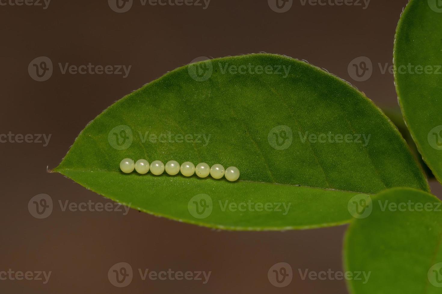 Eggs of insect photo