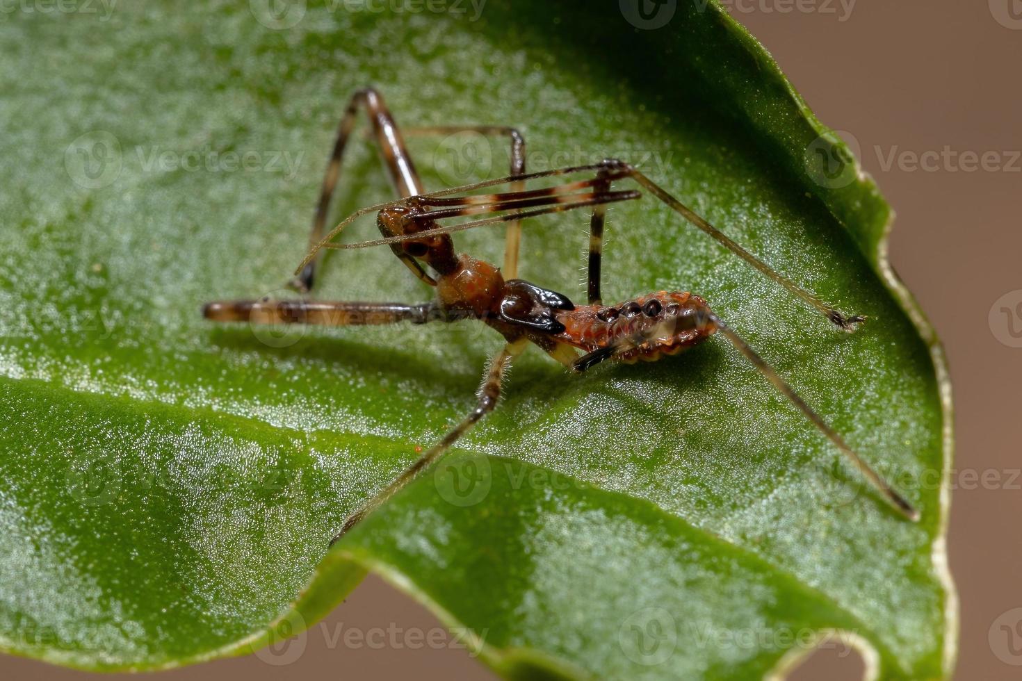 Assassin Bug Nymph photo