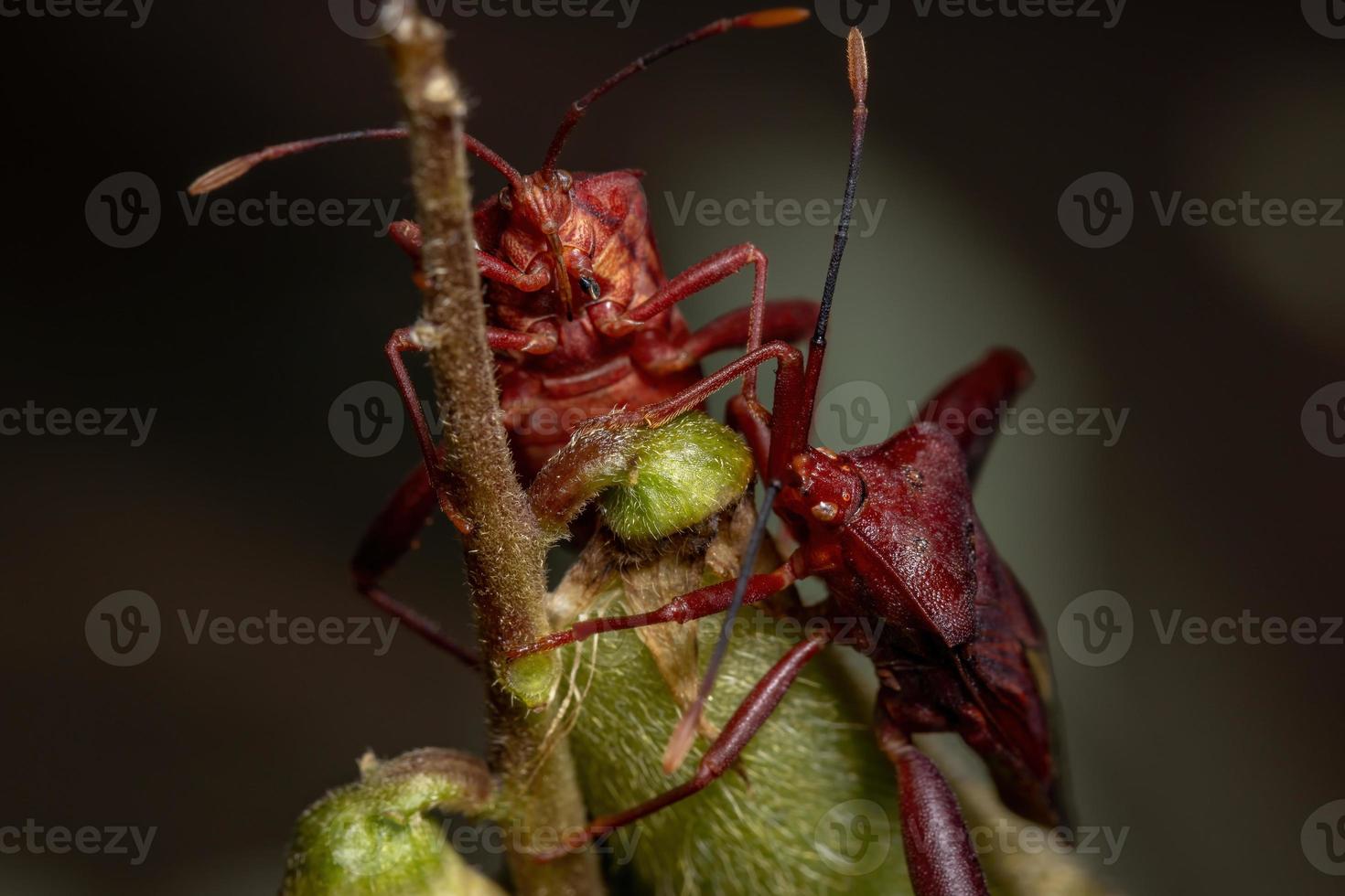 Adult Leaf-footed Bug photo