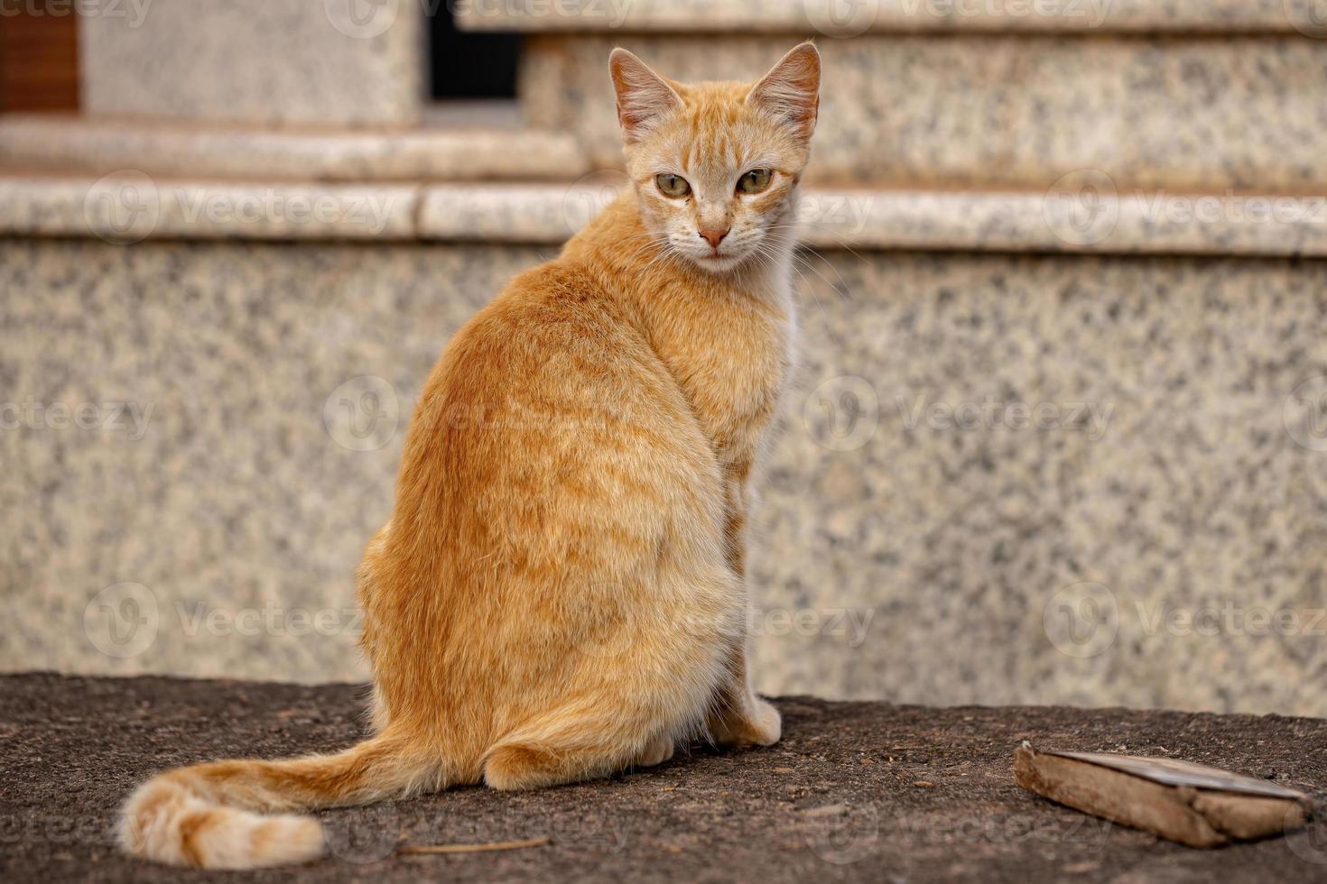 domestic cat face photo