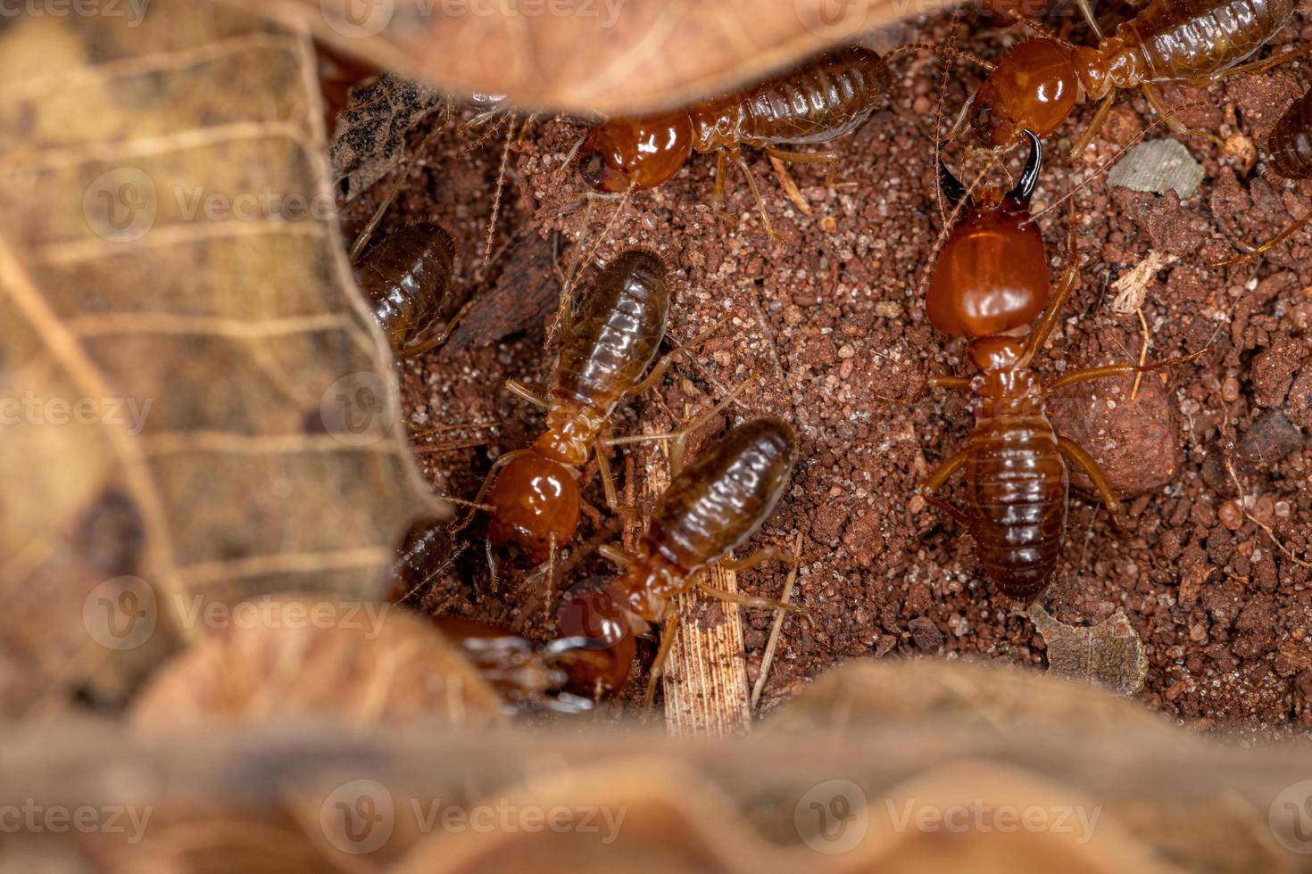 Termitas de mandíbula adulta foto