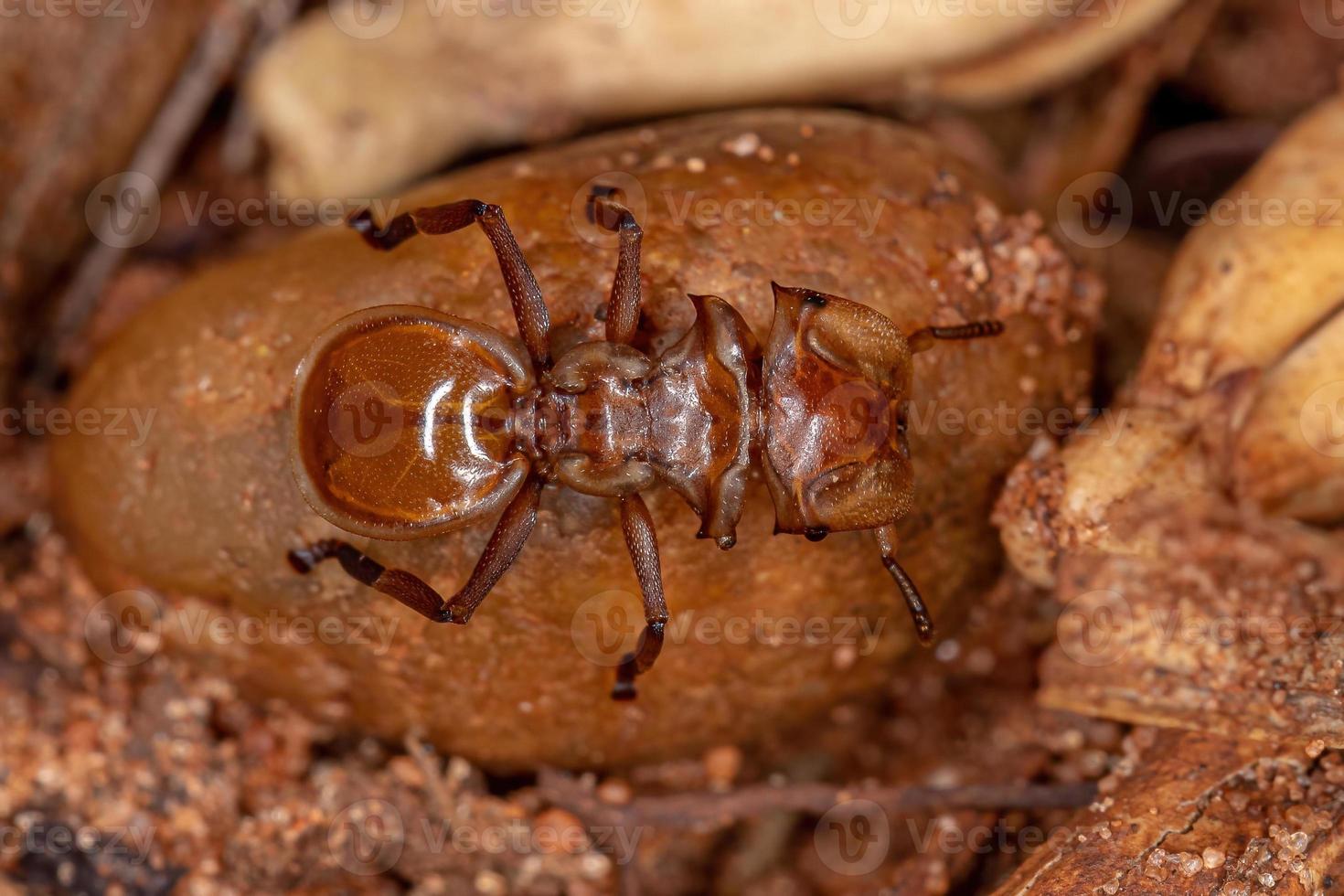 Adult Yellow Turtle Ant photo