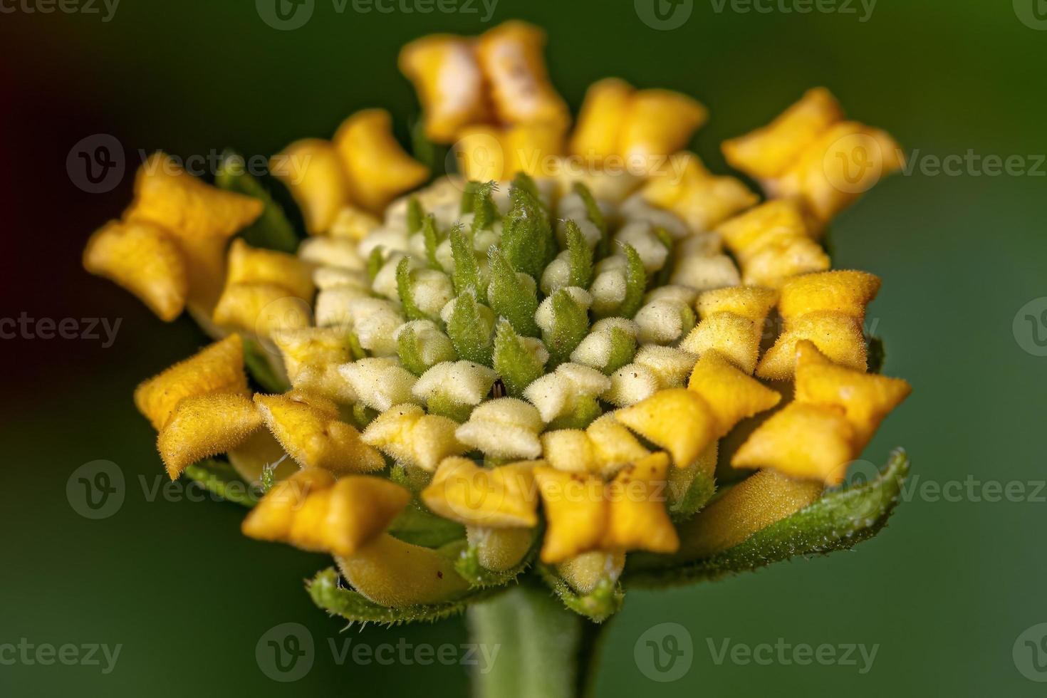 Flower of Common Lantana photo