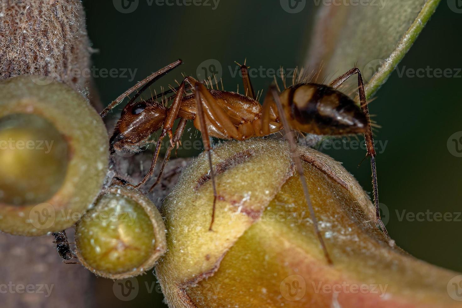 Adult Female Carpenter Ant photo