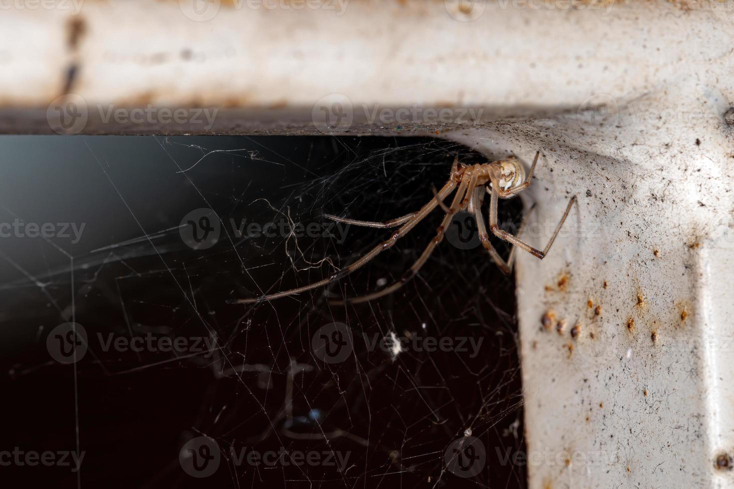 araña viuda marrón foto