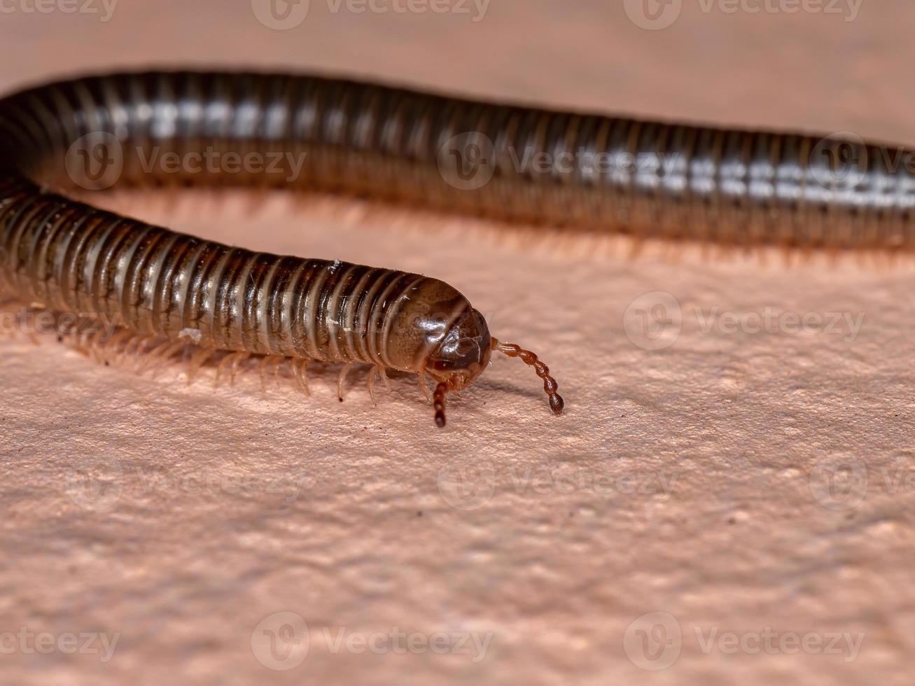 Brazilian Parajulid Millipede photo