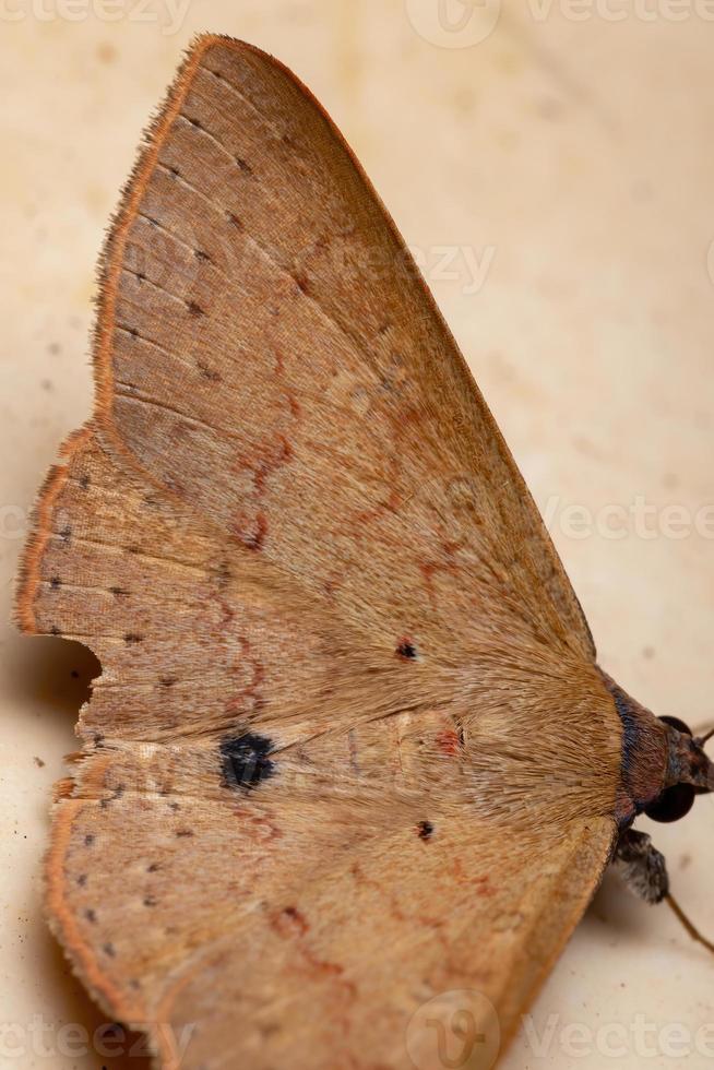 Brazilian Underwing Moth photo