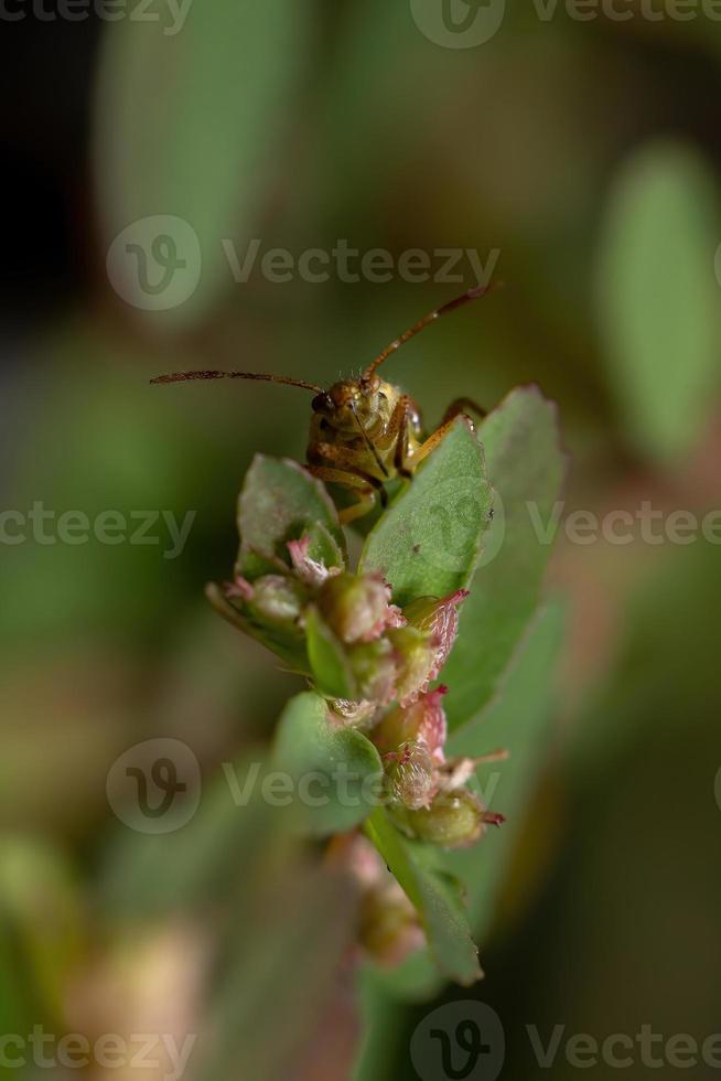 ninfa del insecto de la planta sin olor foto