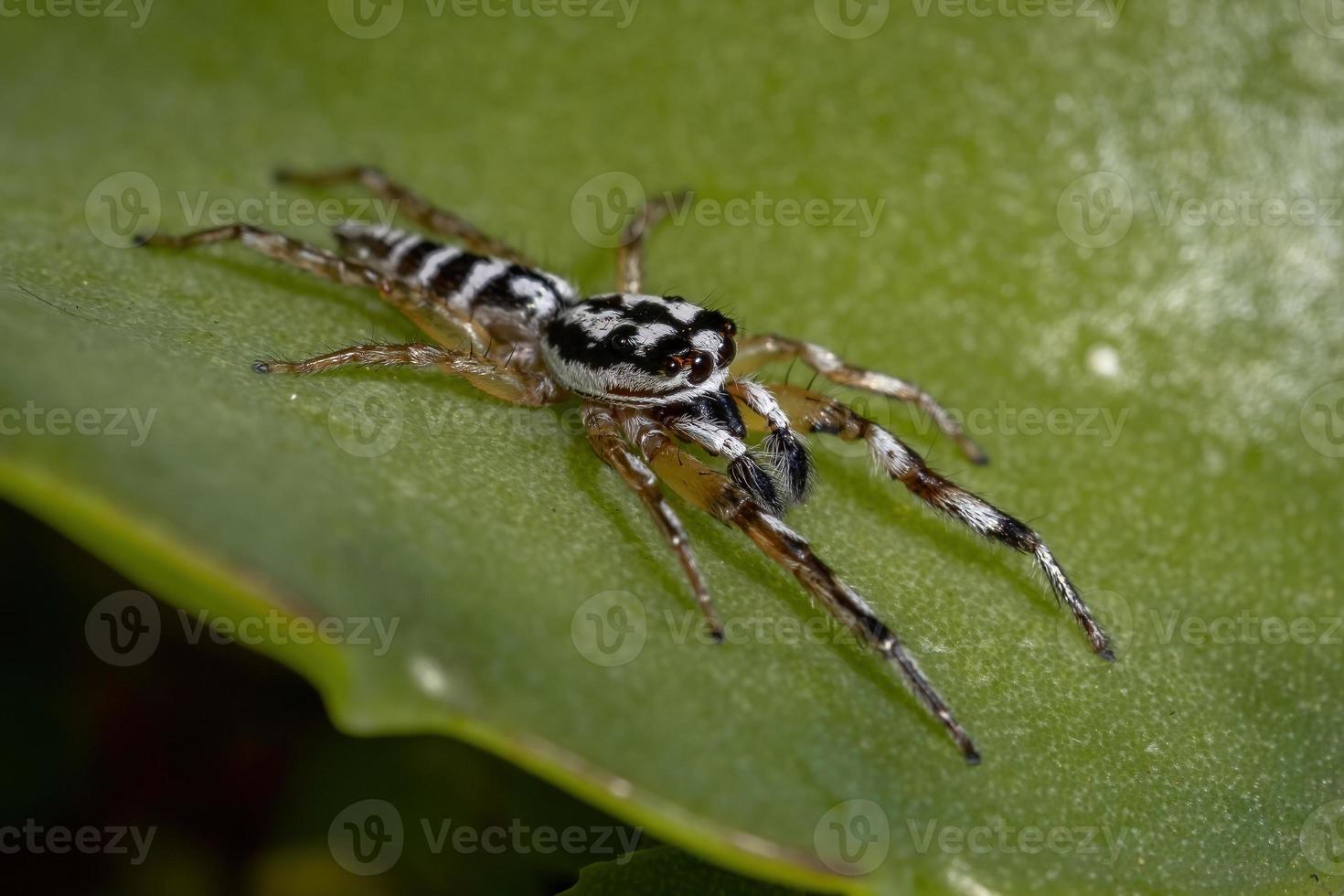 pequeña araña saltadora foto