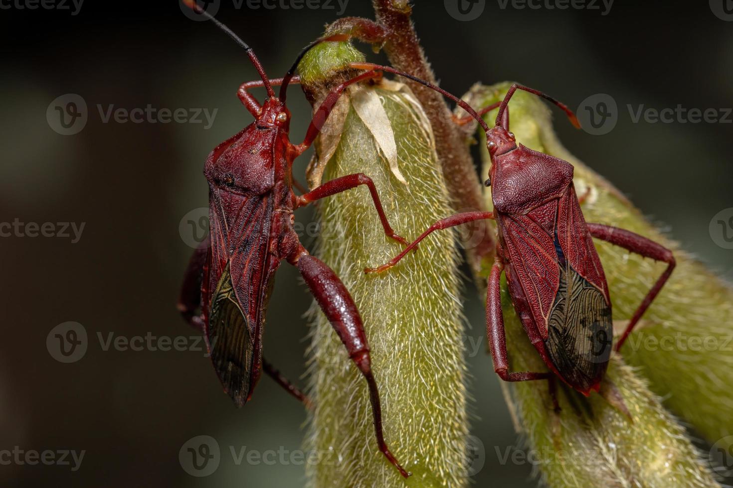 Adult Leaf-footed Bug photo