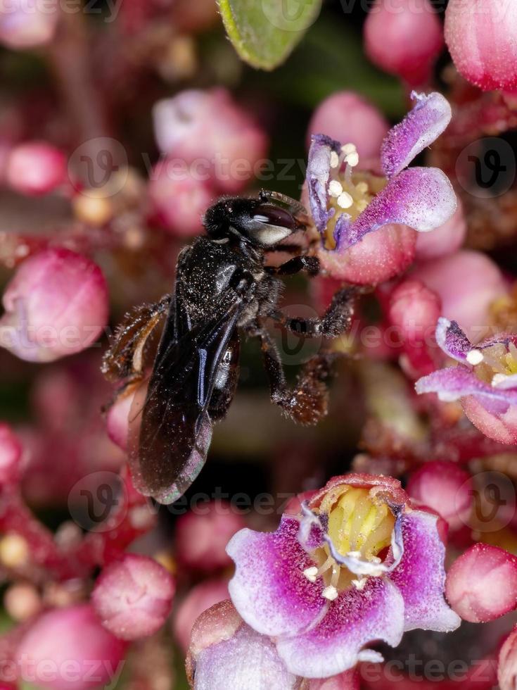 Adult Female Stingless Bee photo