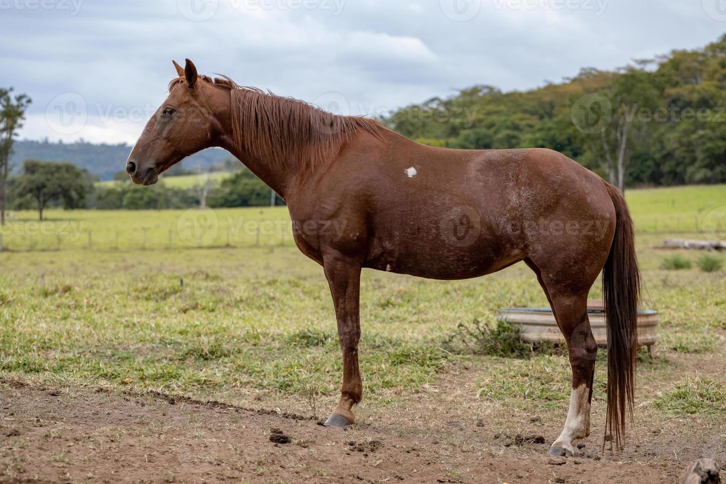 caballo en una granja brasileña foto