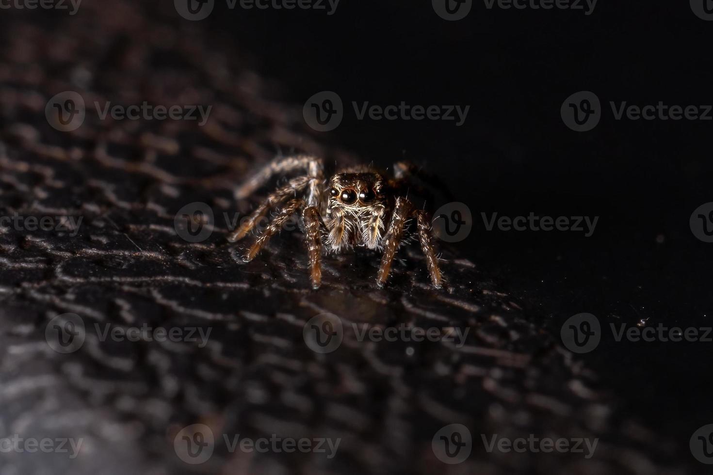 Small Jumping Spider photo