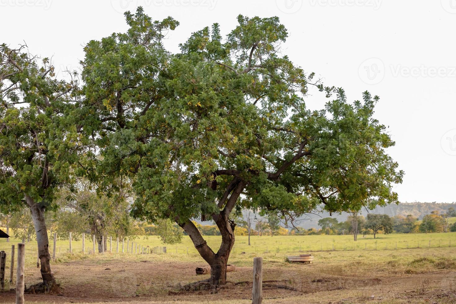 Red Mombin Tree photo
